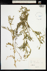 Vicia benghalensis image