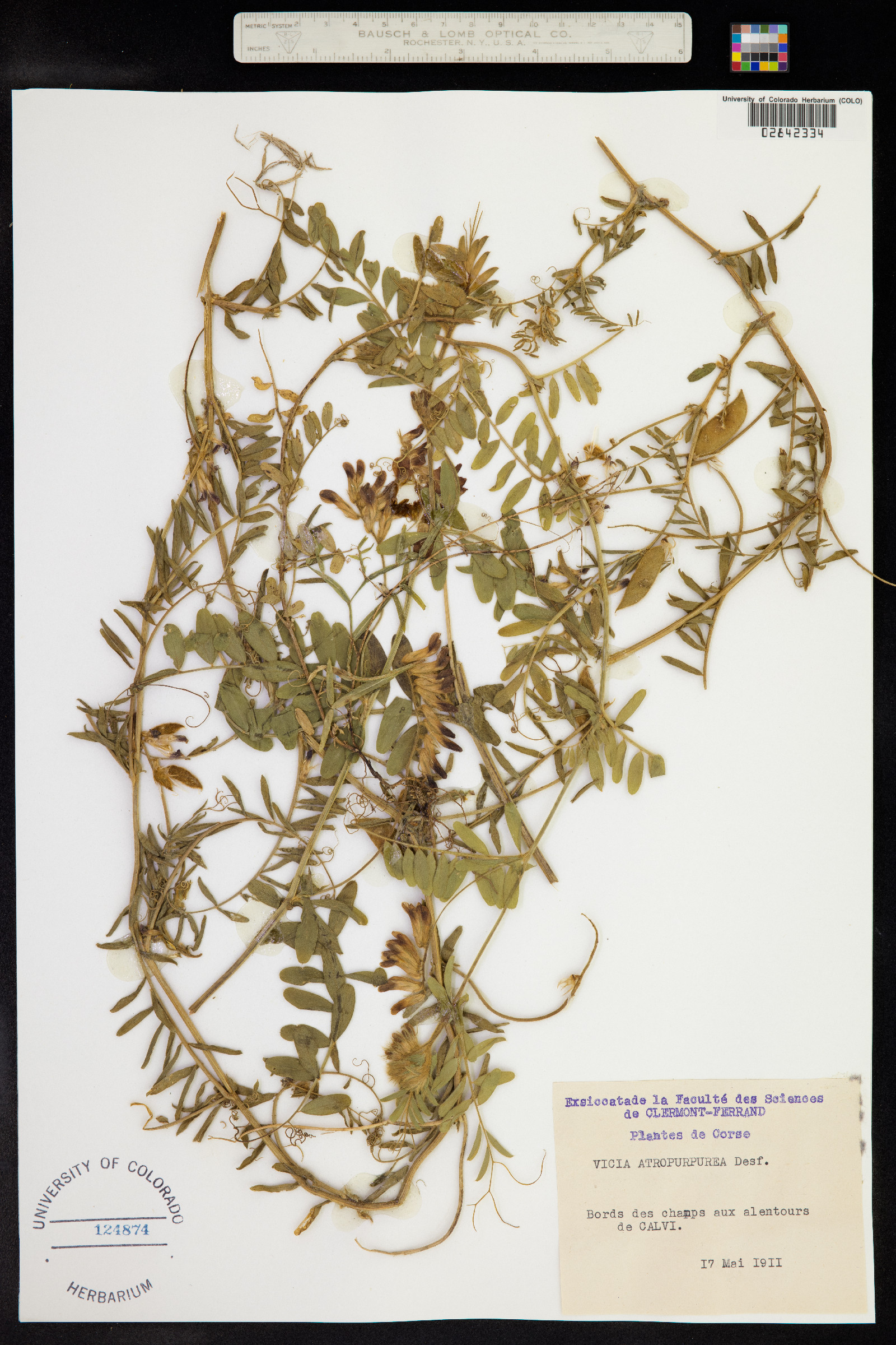 Vicia atropurpurea image