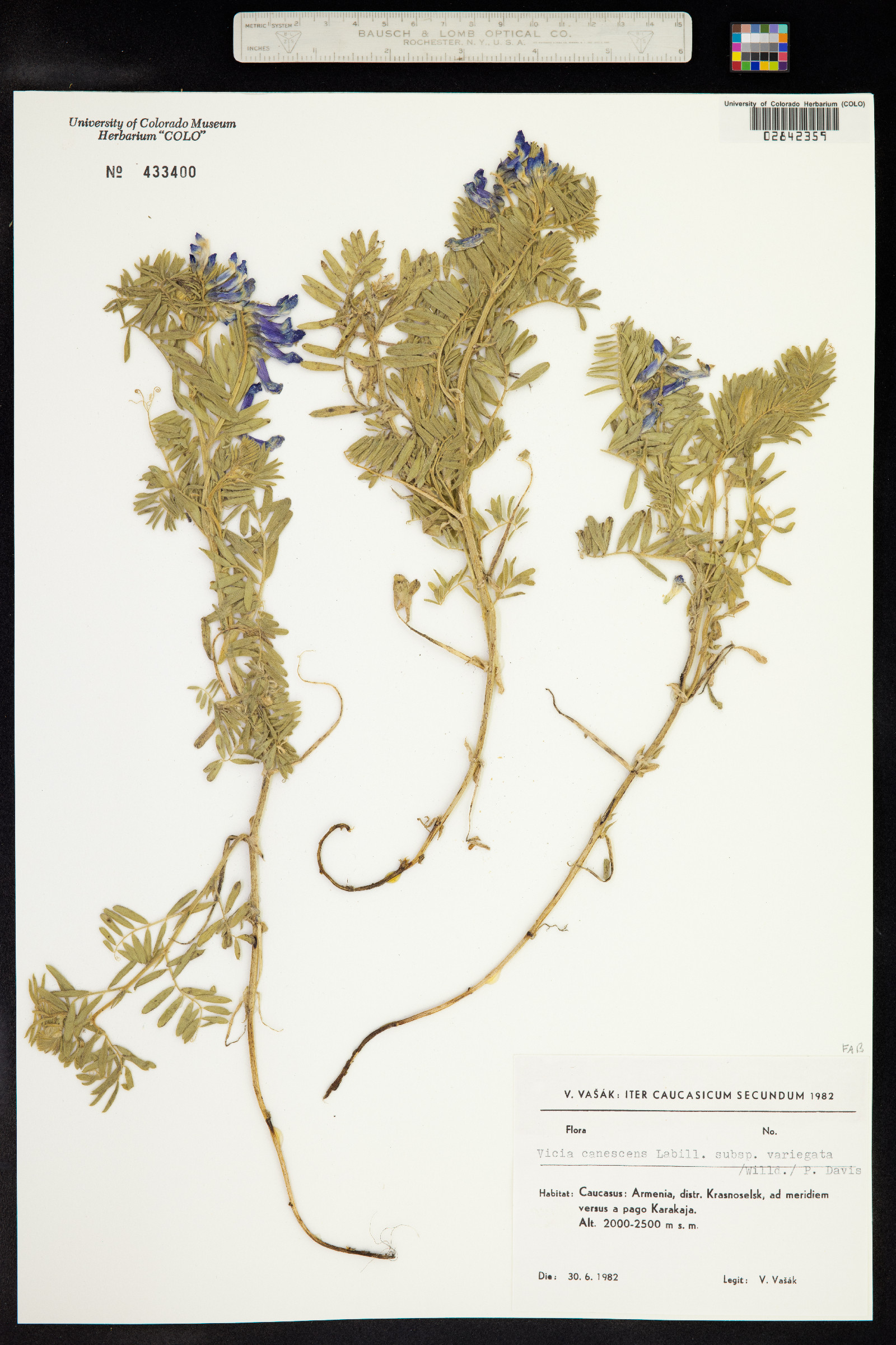 Vicia canescens image