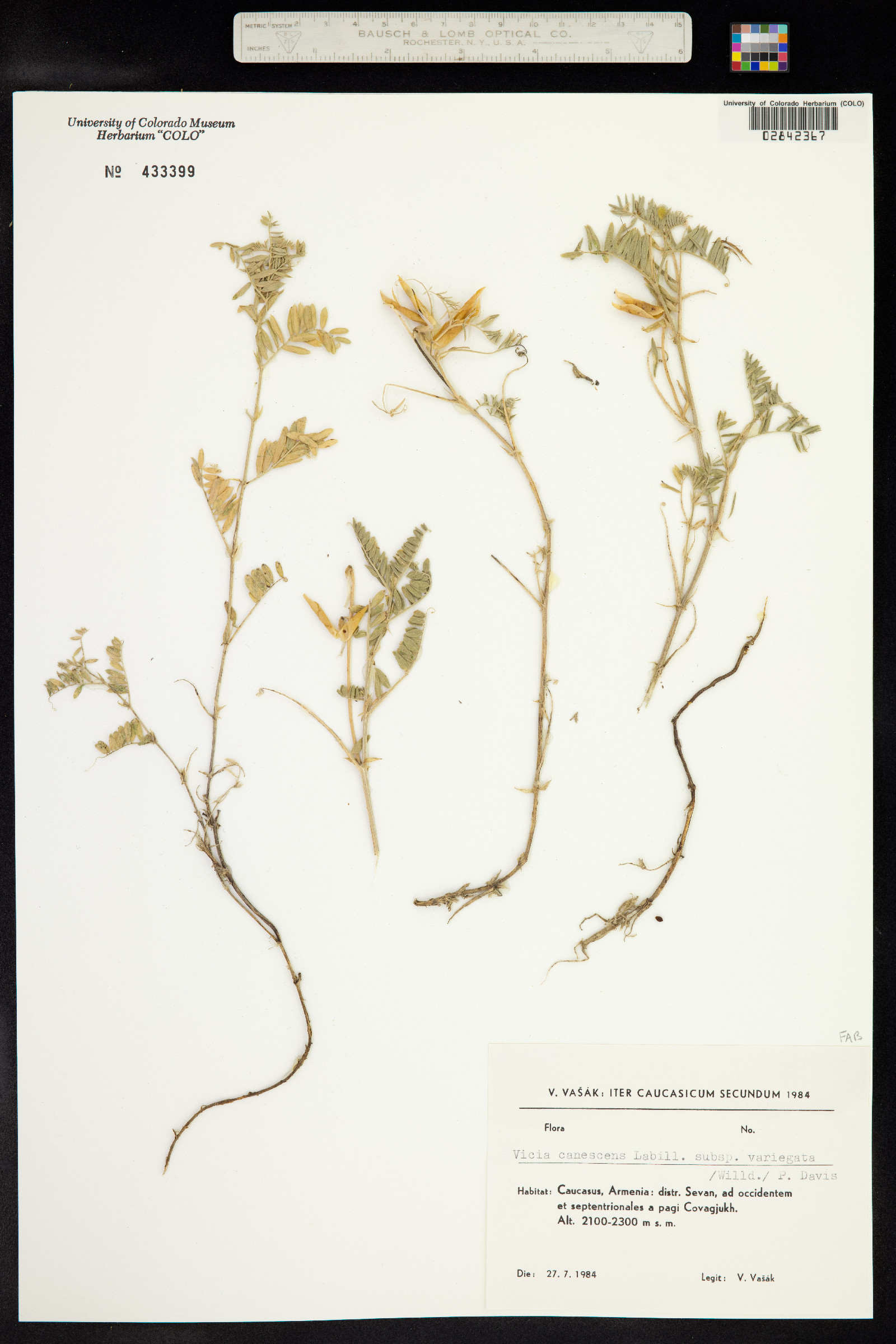 Vicia canescens image