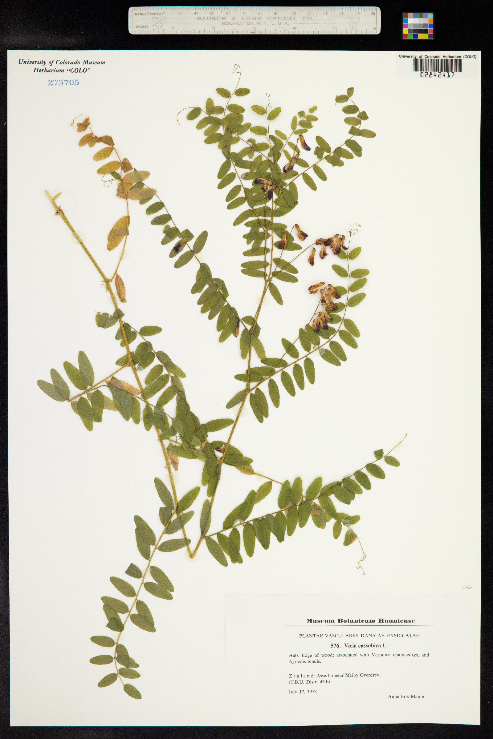 Vicia cassubica image