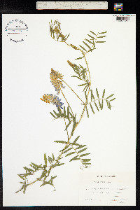 Vicia cracca image