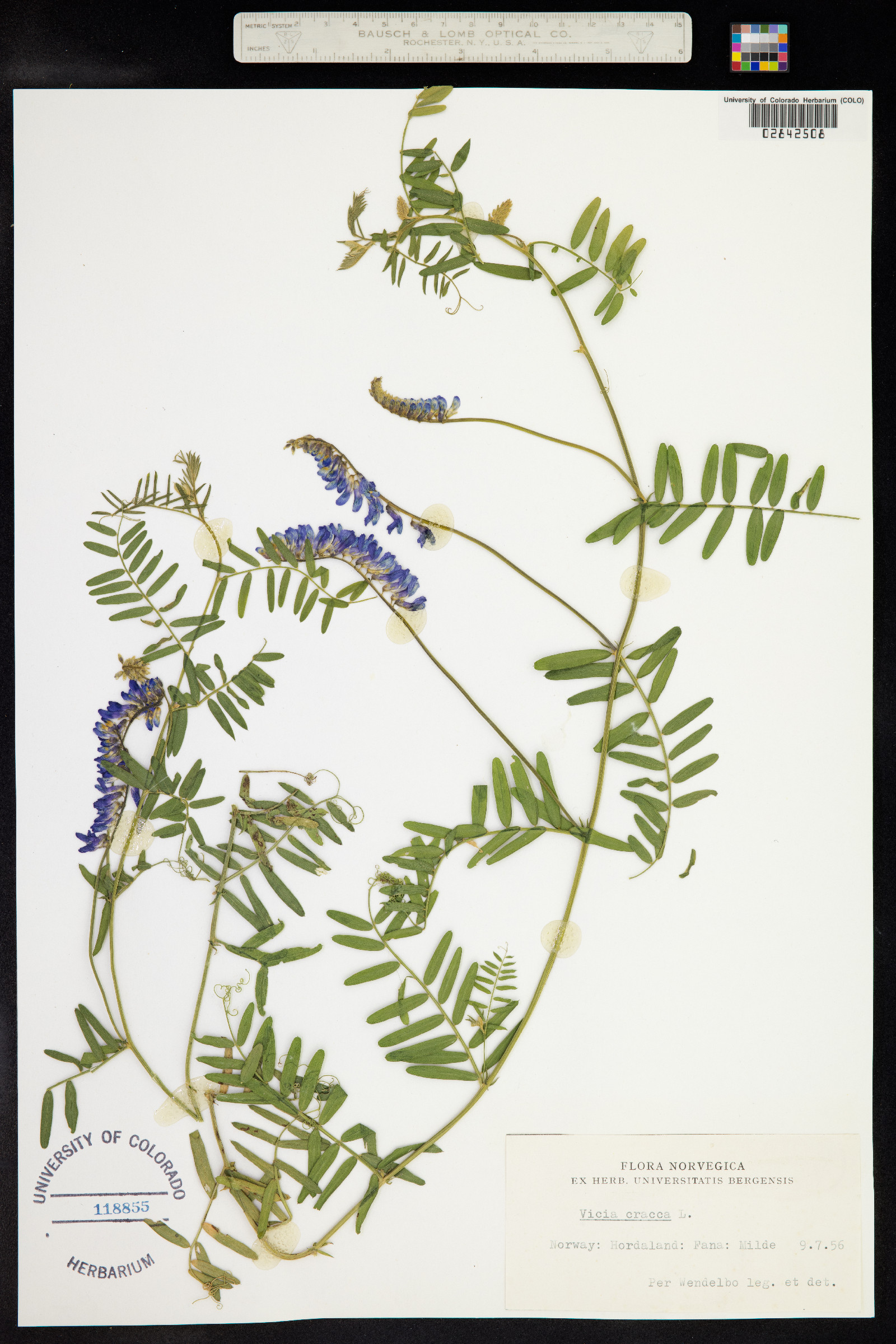 Vicia cracca image