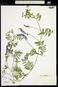 Vicia cracca image