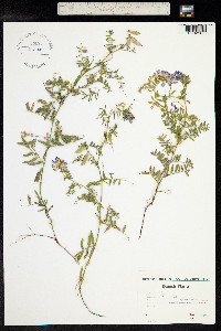 Vicia cracca image