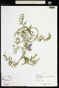 Vicia cracca image