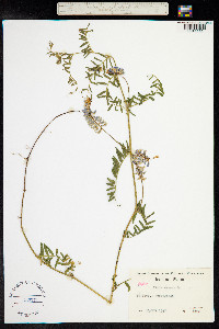 Vicia cracca image