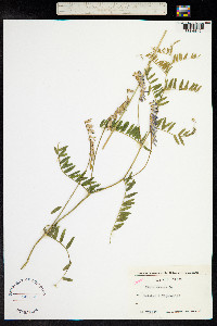 Vicia cracca image