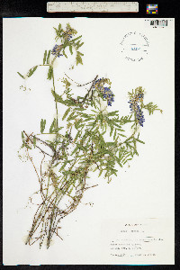 Vicia cracca image