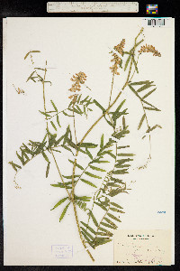 Vicia cracca image