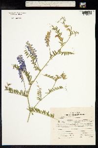 Vicia cracca image