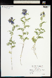 Vicia cracca image