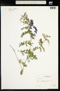 Vicia cracca image