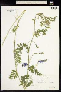 Vicia cracca image