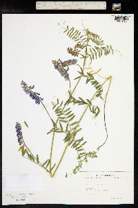 Vicia cracca image