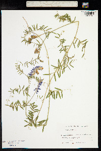 Vicia cracca image