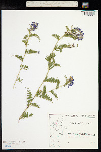 Vicia cracca image