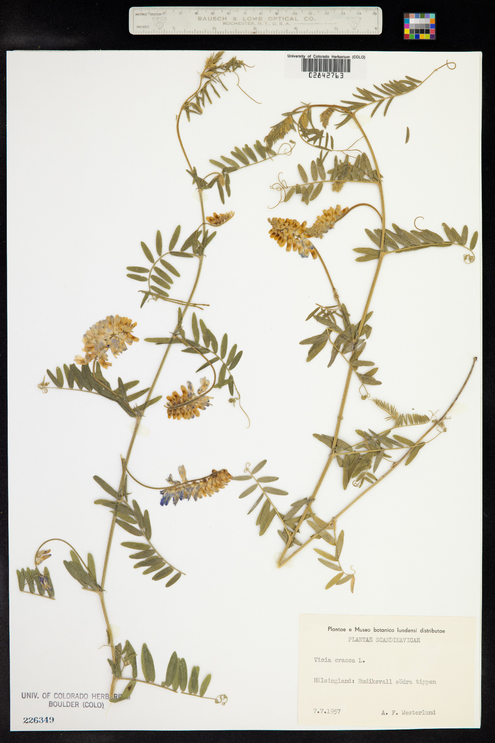 Vicia cracca image