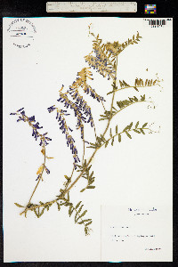 Vicia cracca image