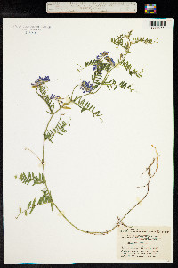 Vicia cracca image