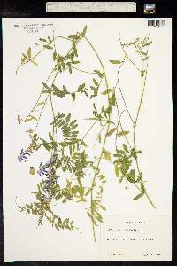 Vicia cracca image