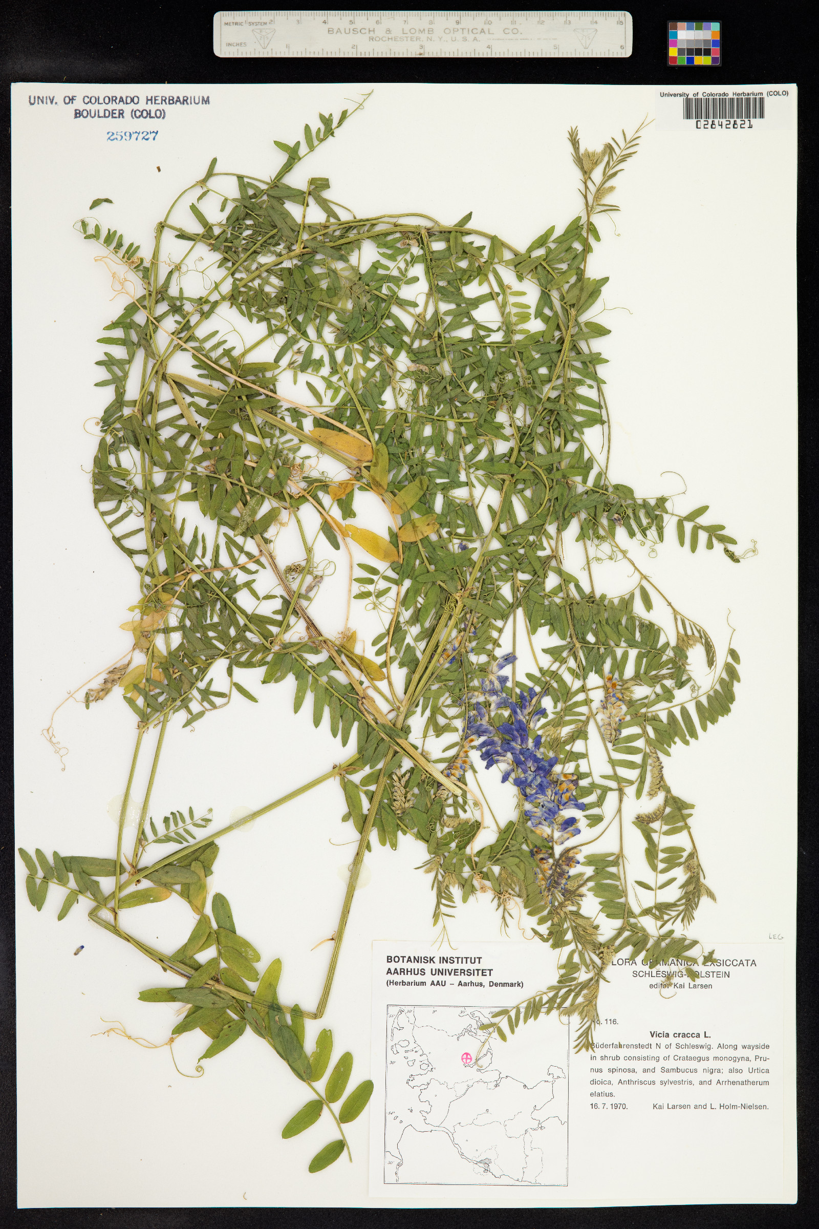 Vicia cracca image