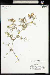 Vicia cracca image