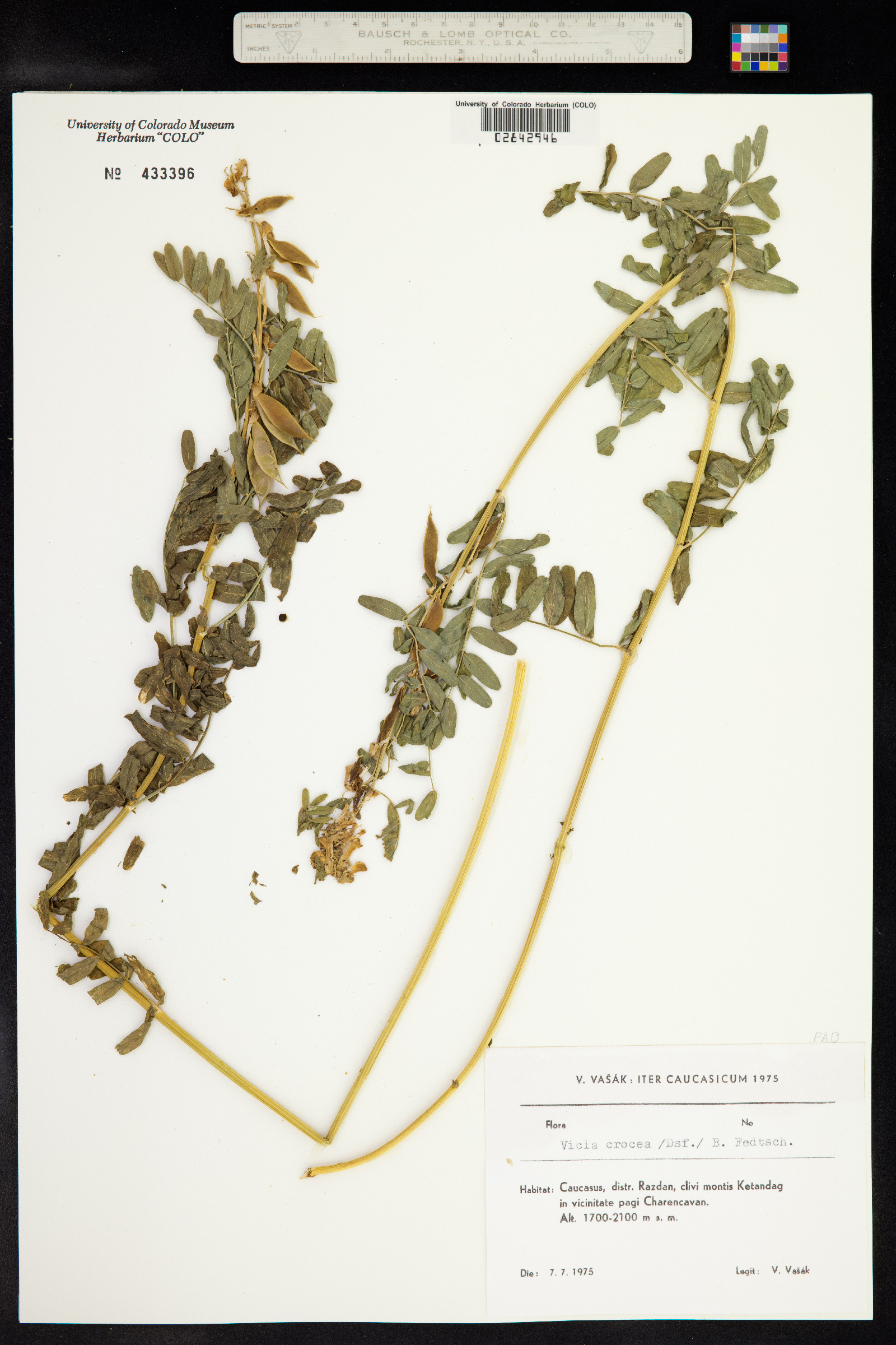 Vicia crocea image