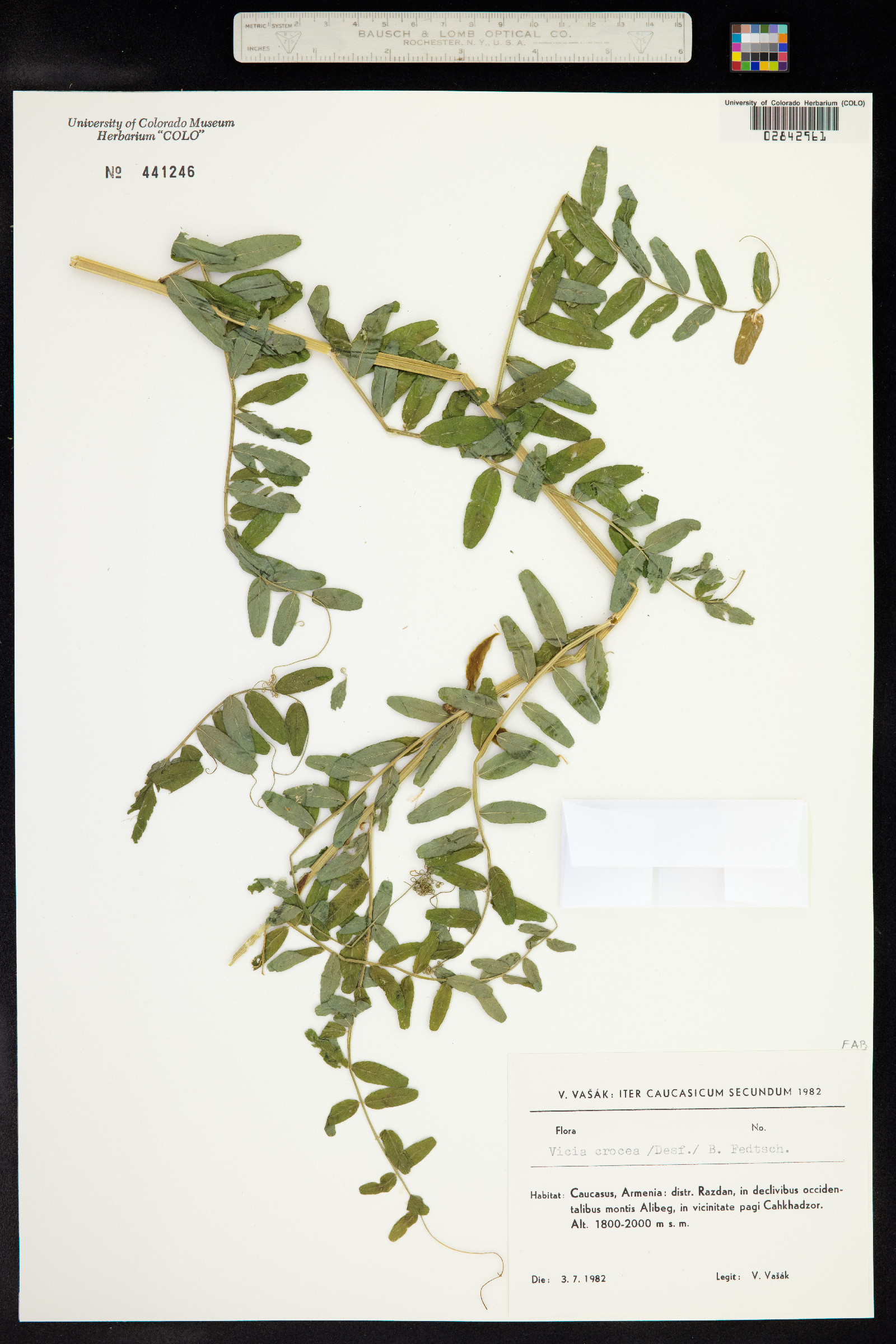 Vicia crocea image