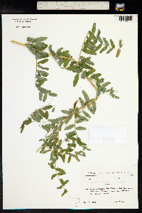 Image of Vicia crocea