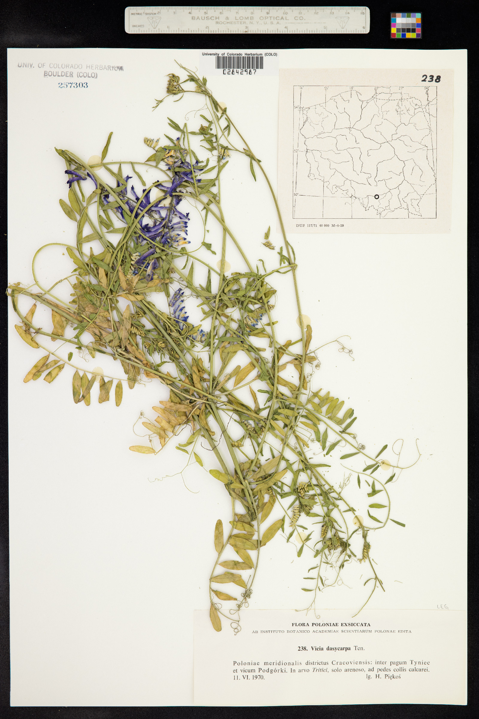 Vicia villosa var. glabrescens image