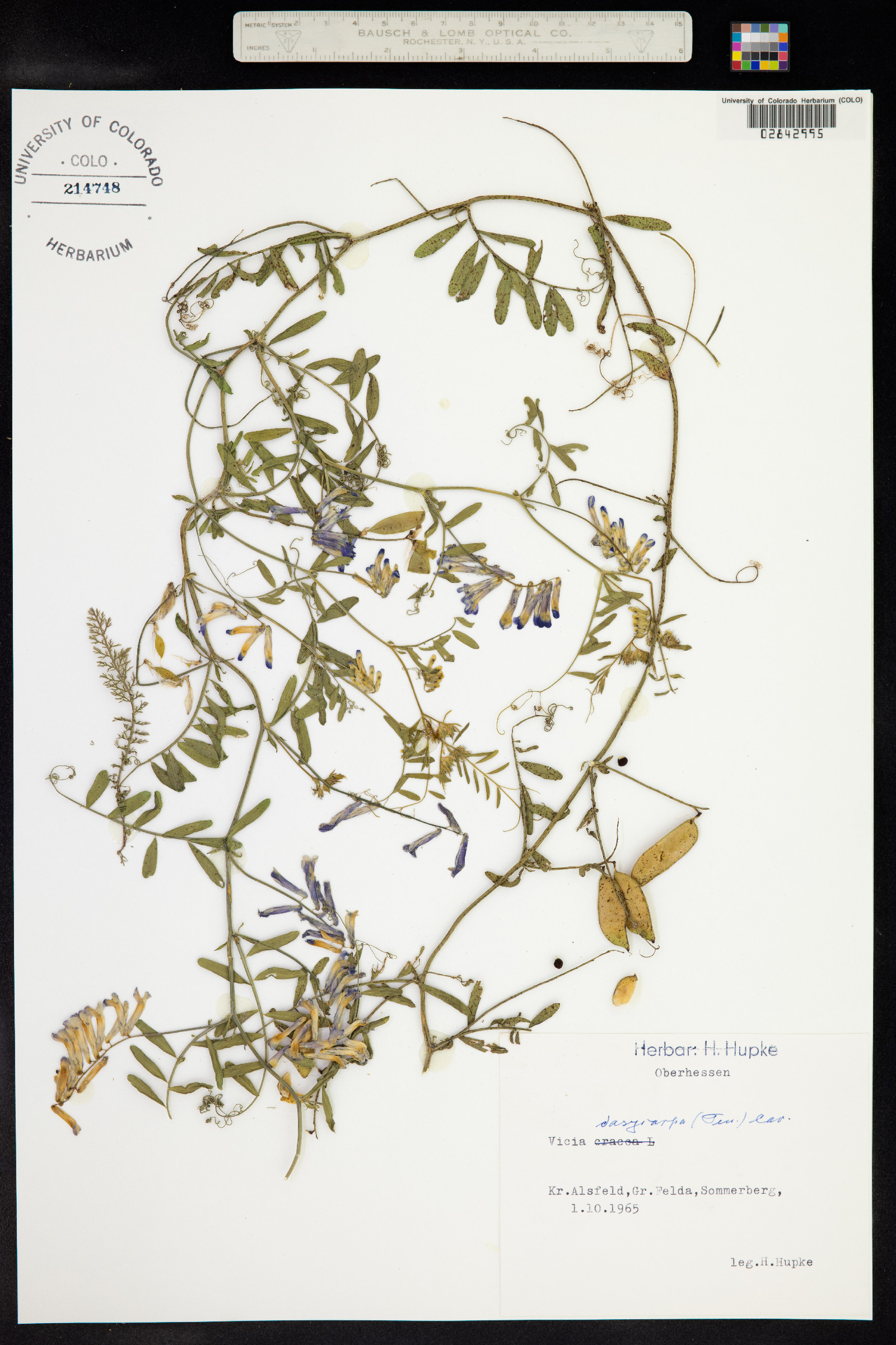 Vicia villosa var. glabrescens image