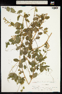 Vicia dumetorum image