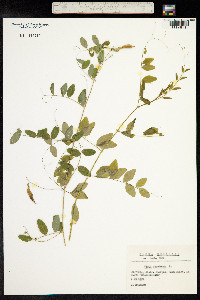 Vicia dumetorum image