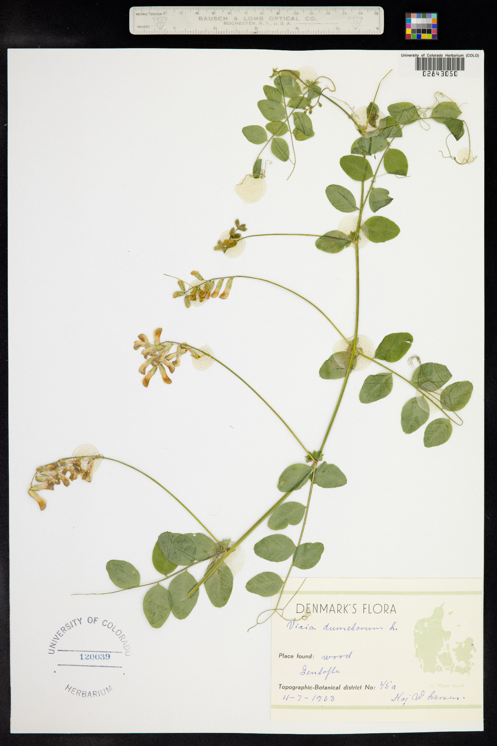 Vicia dumetorum image