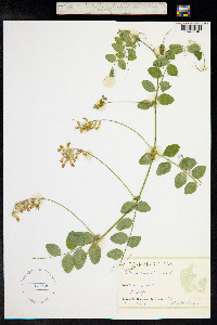 Vicia dumetorum image