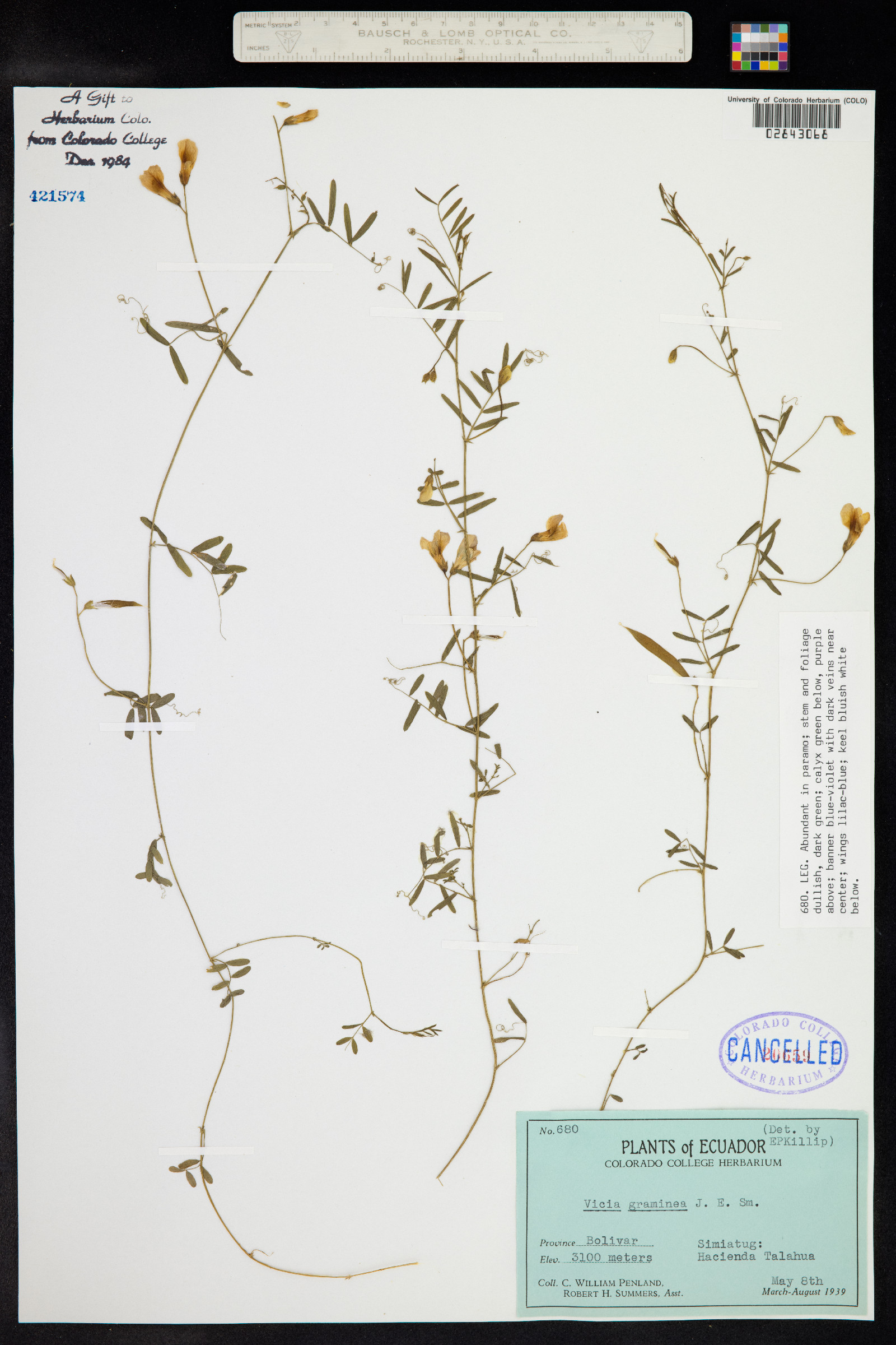 Vicia graminea image