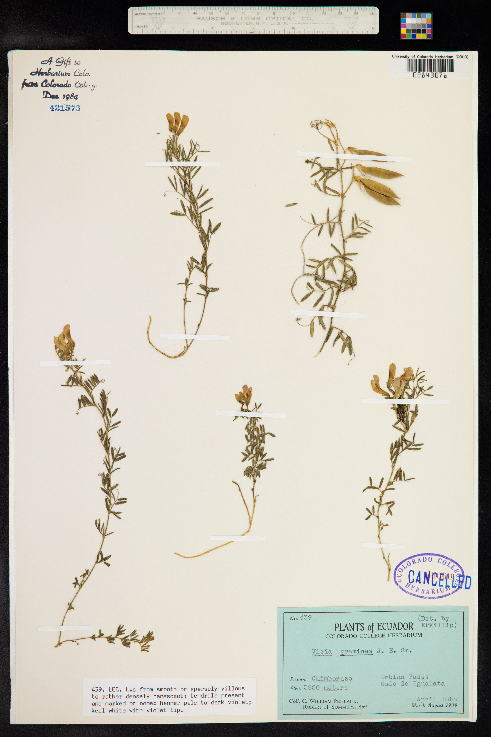 Vicia graminea image