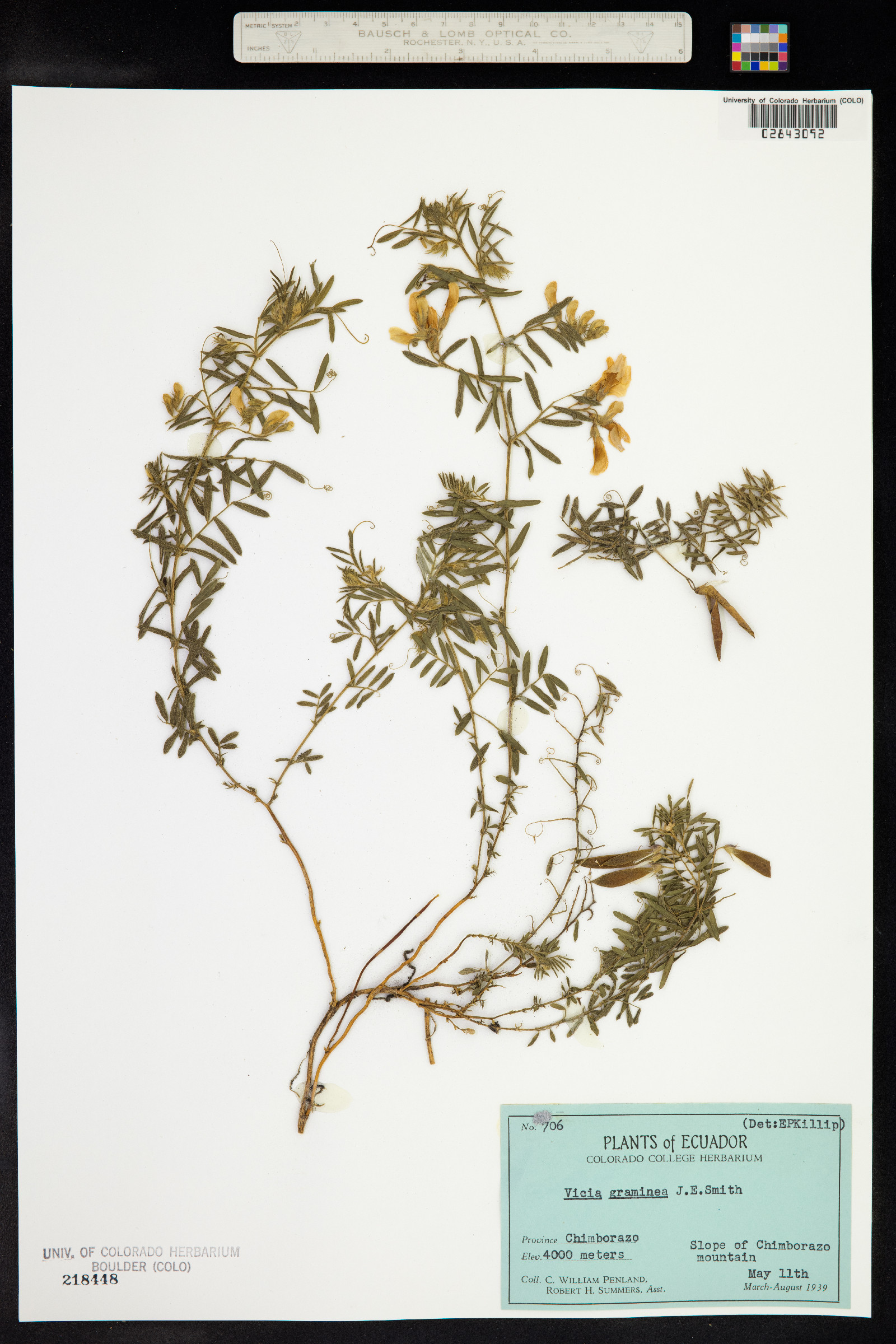 Vicia graminea image