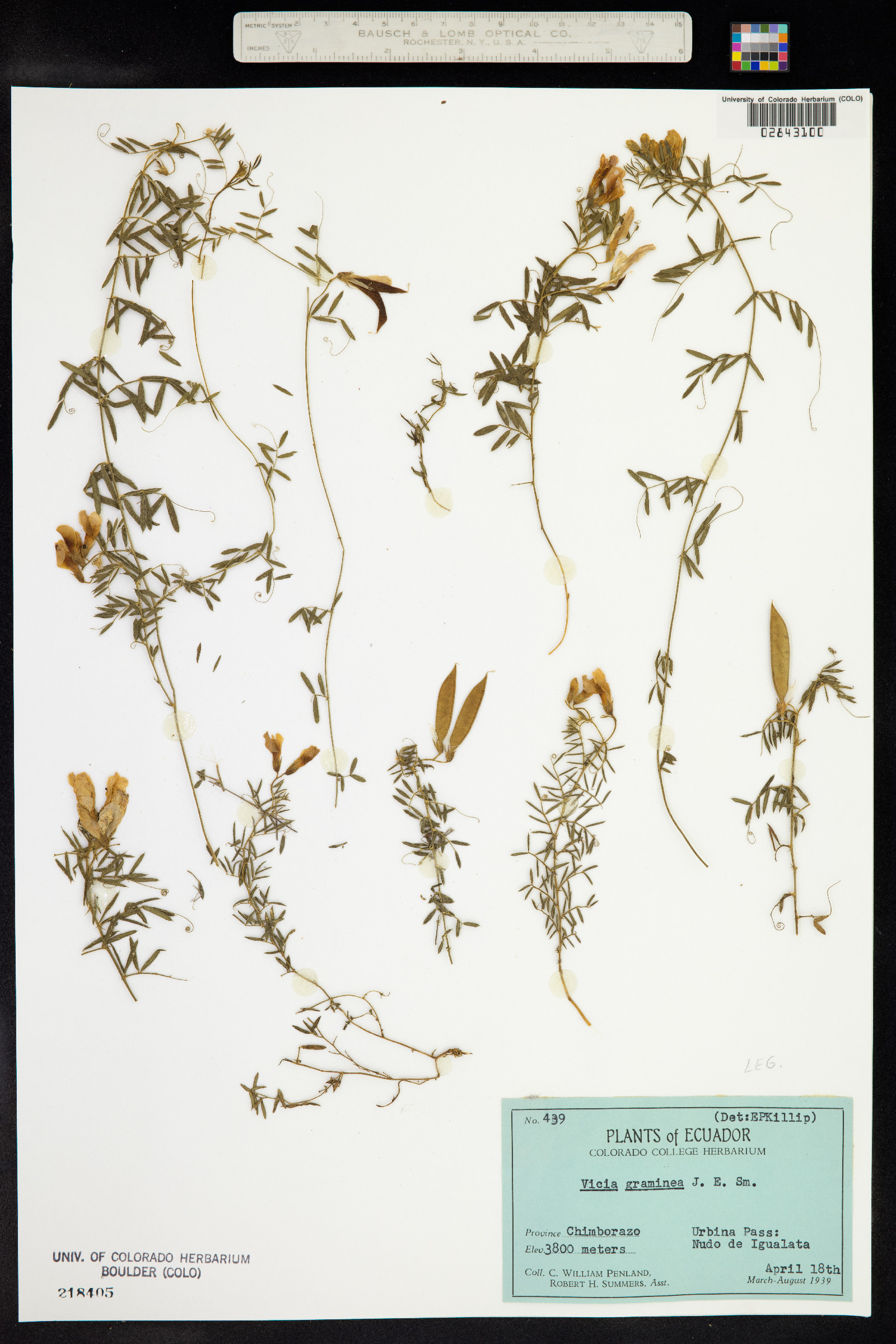 Vicia graminea image