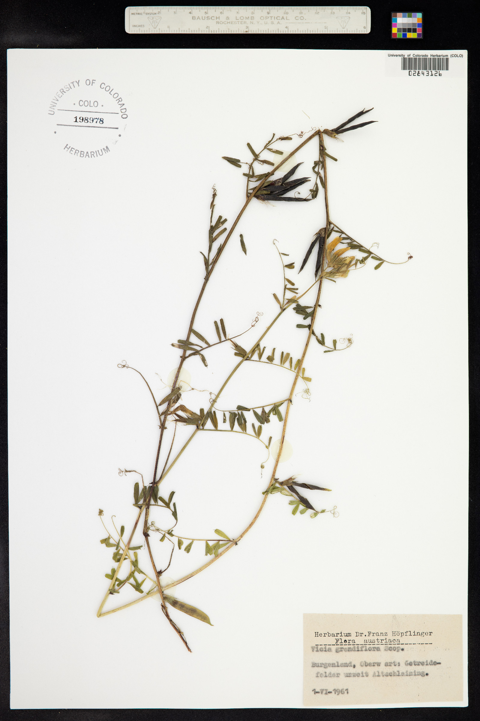 Vicia grandiflora image