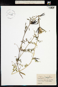 Vicia grandiflora image