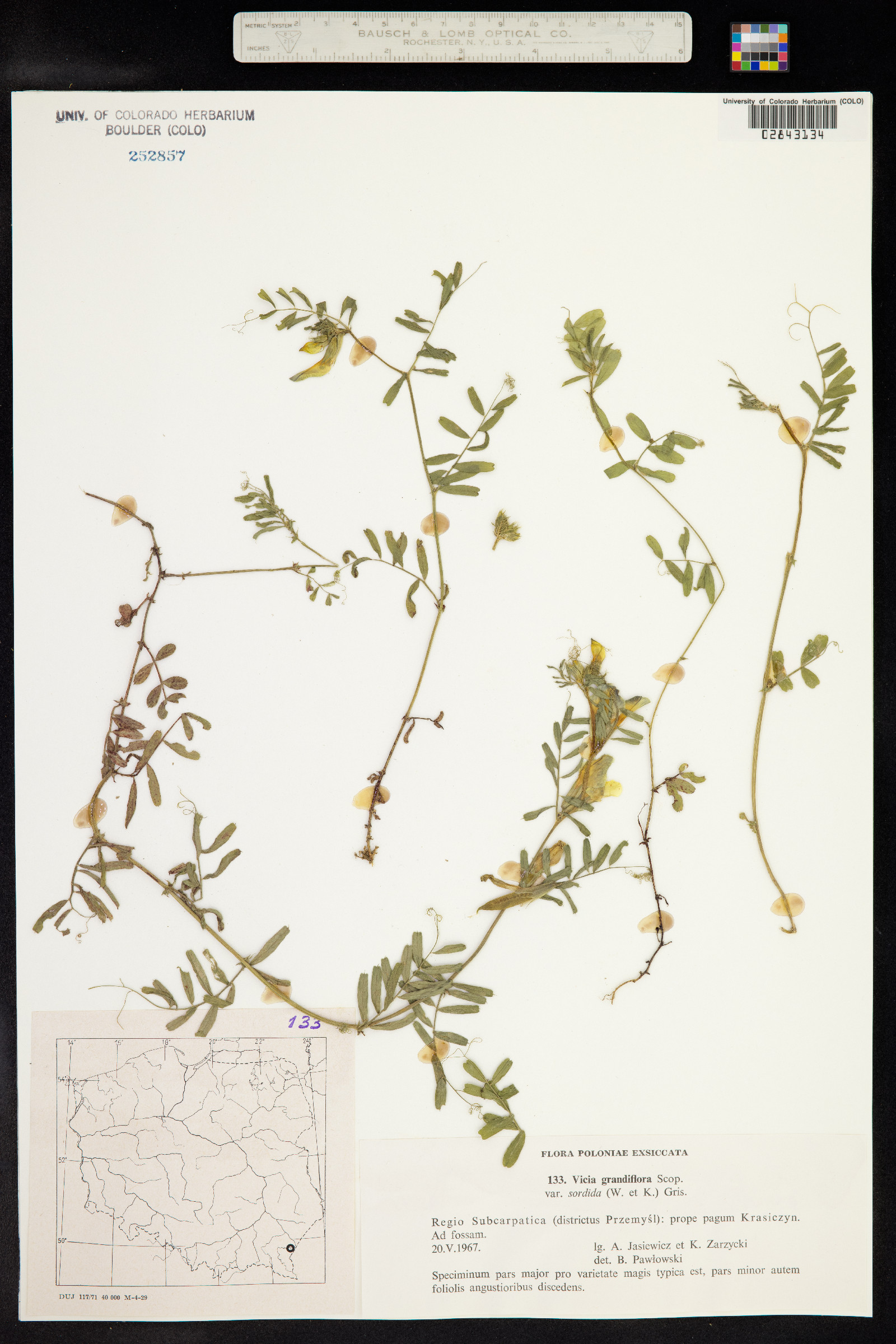 Vicia grandiflora image