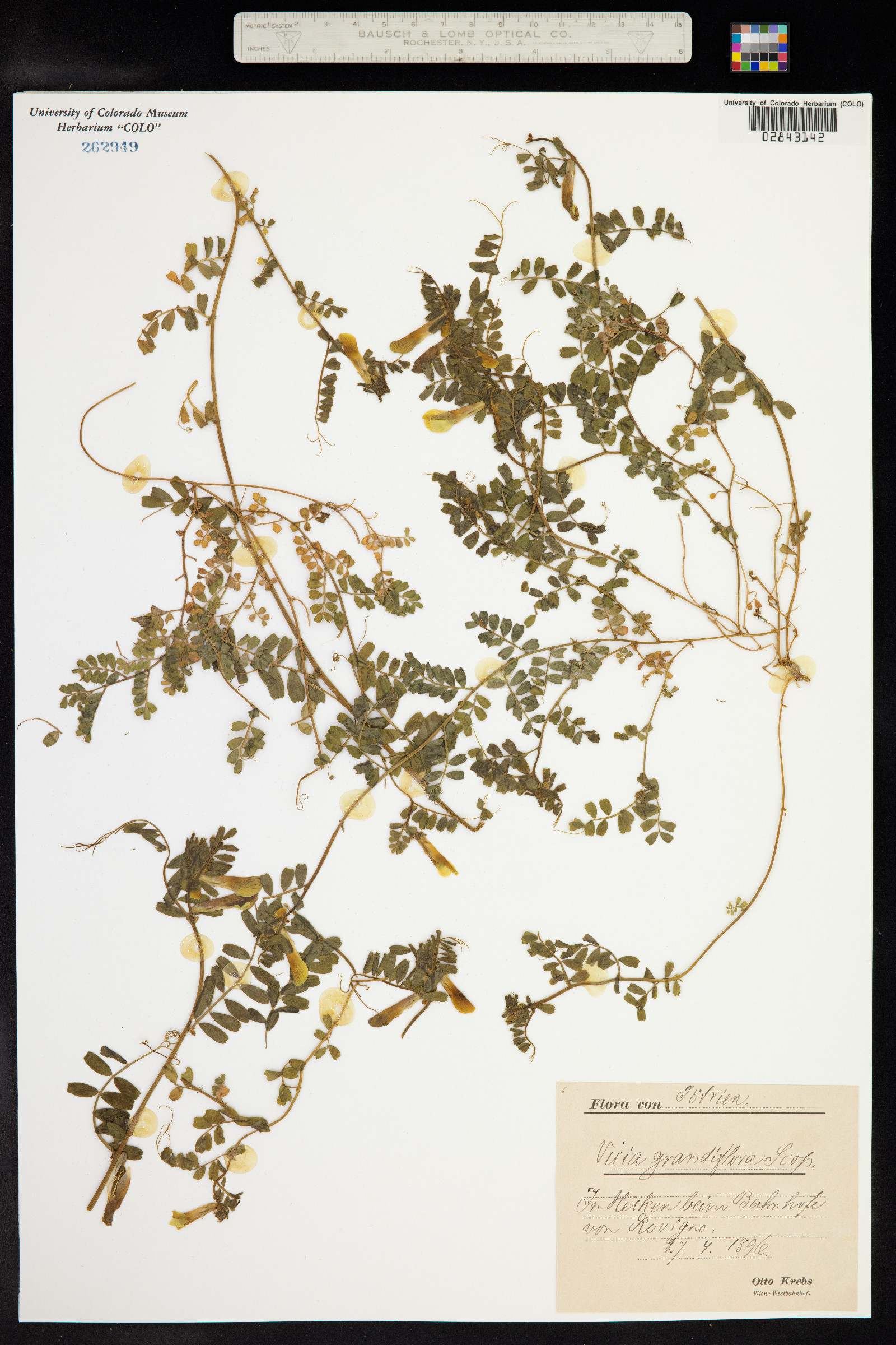 Vicia grandiflora image