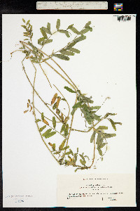 Vicia grandiflora image