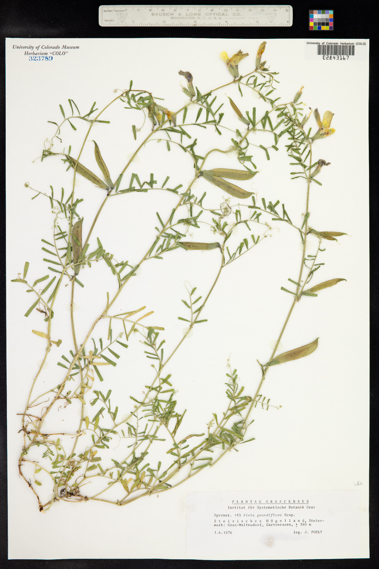 Vicia grandiflora image