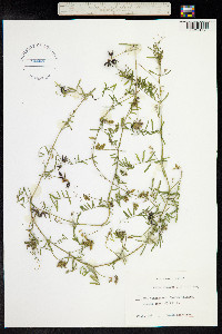 Vicia hirsuta image