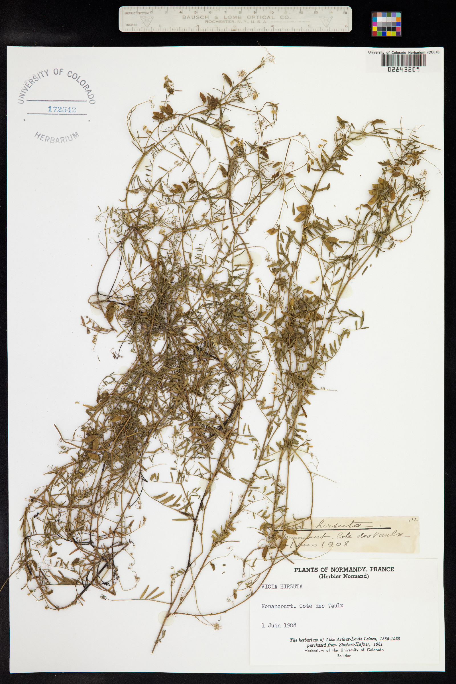 Vicia hirsuta image