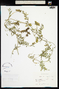 Vicia hirsuta image