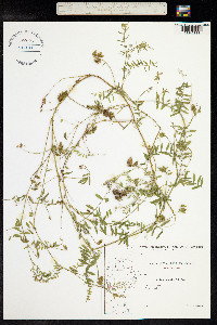 Vicia hirsuta image